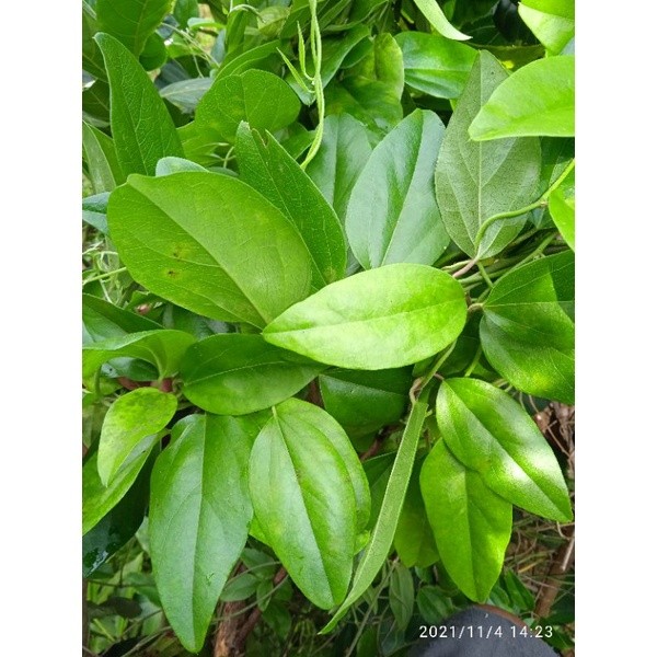 

Daun cincau rambat jeli segar per 250 lembar