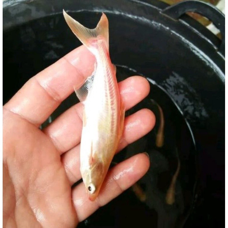 IKAN PATIN ALBINO UKURAN 10 CM