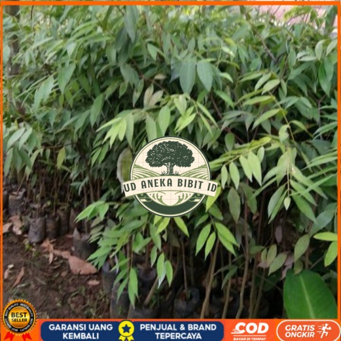 BIBIT POHON NAGASARI LANGKA/ BIBIT KAYU NAGASARI/TANAMAN NAGASARI Bibit Tanaman Super Unggul UD ANEK