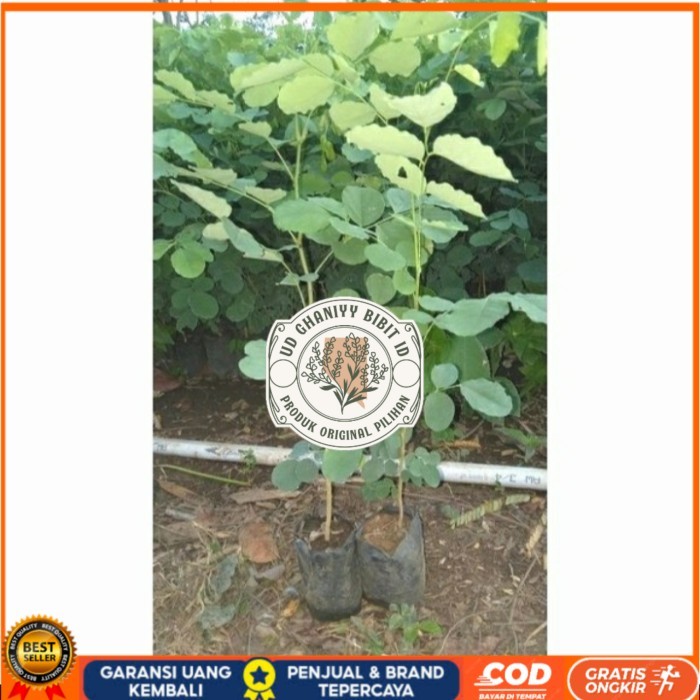 BIBIT TANAMAN POHON KAYU SONOKELING TINGGI 40CM UP Bibit Tanaman Super Unggul UD GHANIYY BIBIT ID