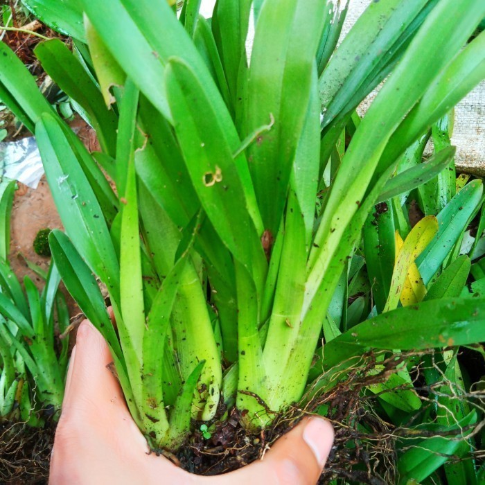 

Ready stok New Promo anggrek batu