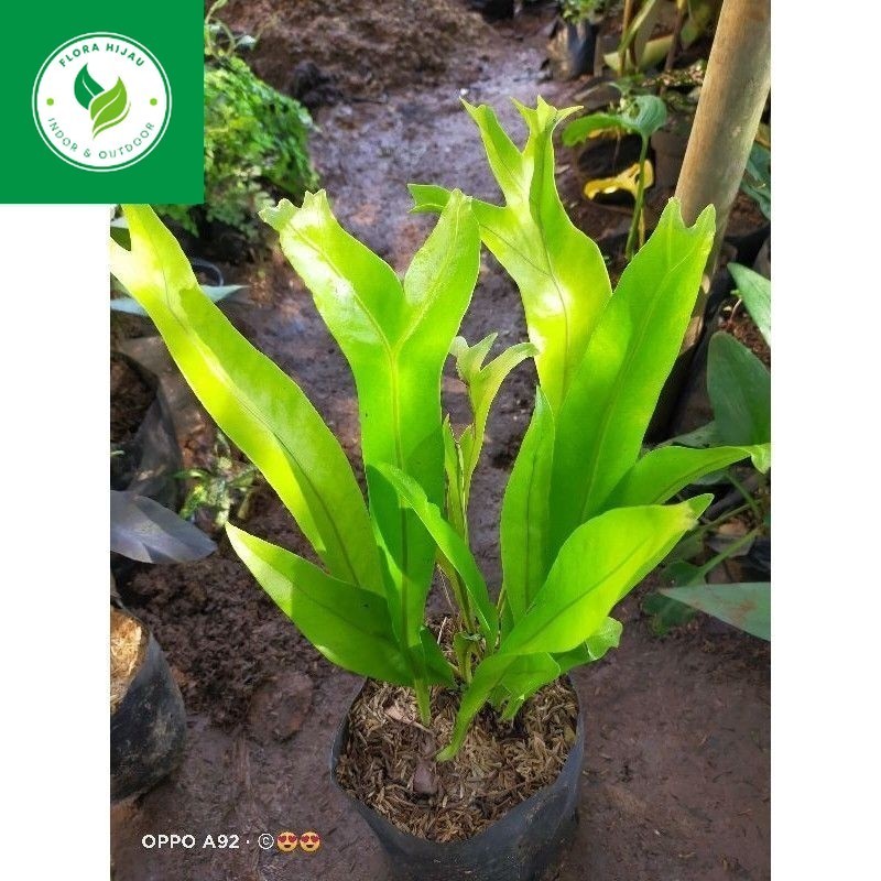 ~ ( BISA COD ) Tanaman Hias Kadaka Doa / Tanaman Hidup Pohon Kadaka Jari / Bunga Hias Kadaka Doa