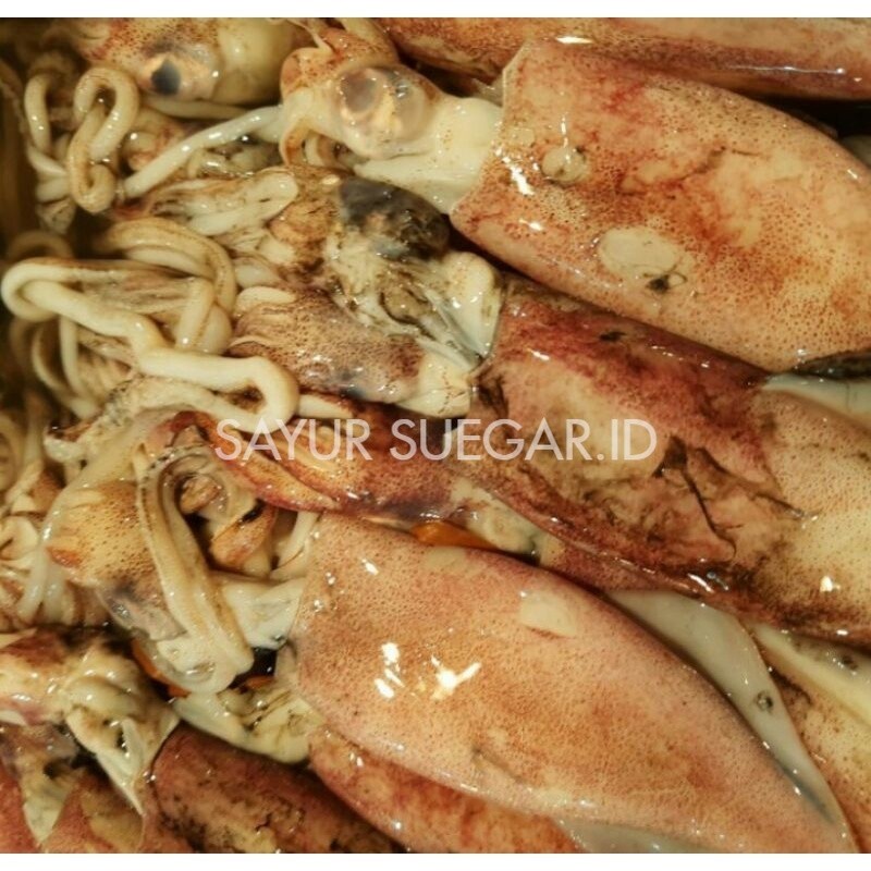 

cumi segar/500gr