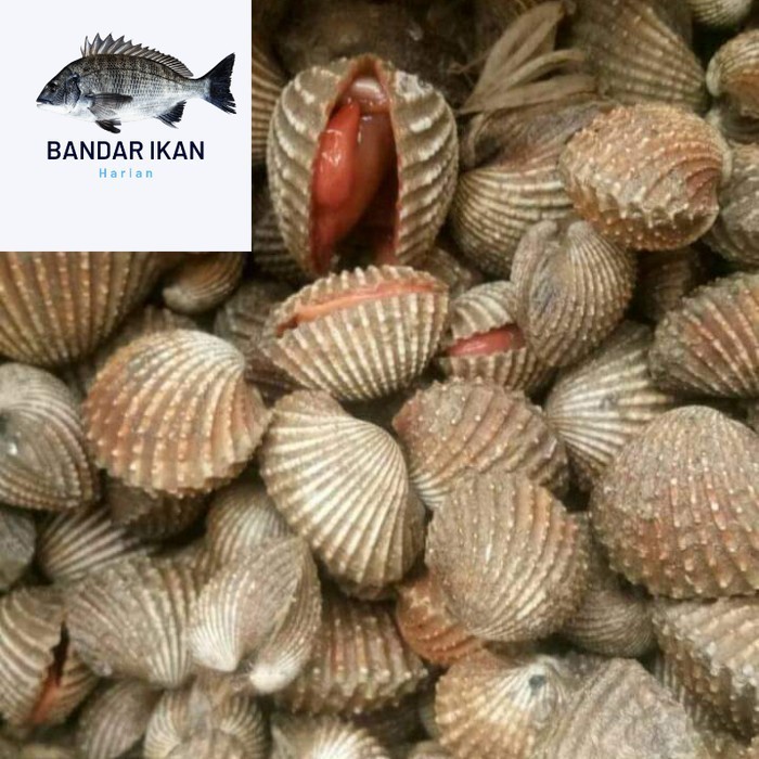 

Kerang Dara Hidup Segar Fresh Dan Berkualitas