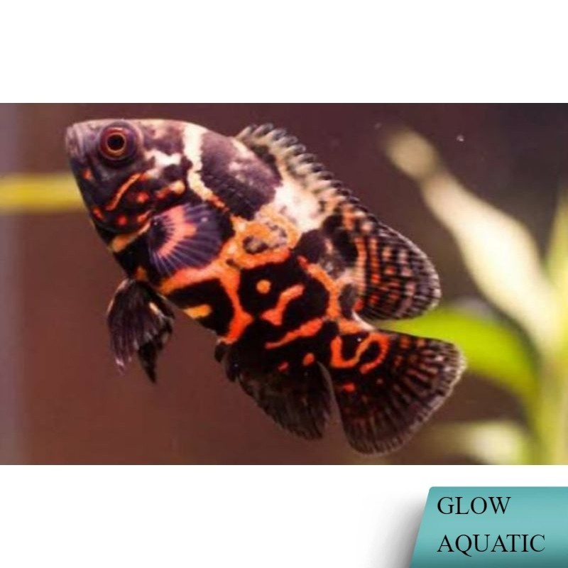 hias akuarium Oscar batik 2 jari - hiasan aquarium