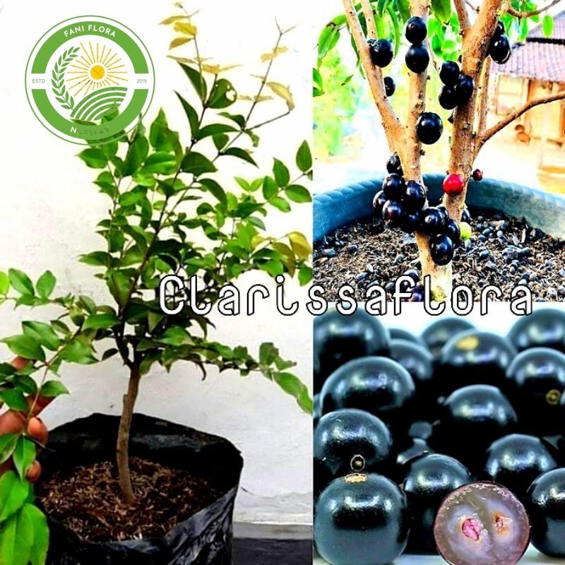 ( BISA COD ) promo  pohon buah anggur Brazil sudah siap berbuah