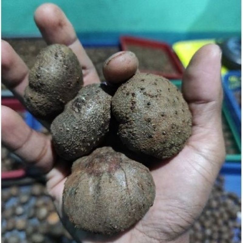 

BIBIT KATAK PORANG | DORMAN | TERMURAH