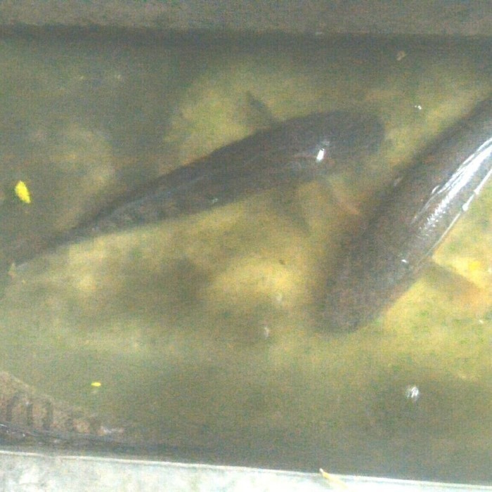 

S R5 IKAN GABUS KONSUMSI (HIDUP) VIA GOSEND/GRAB KILOAN ISI 6-10 EKOR