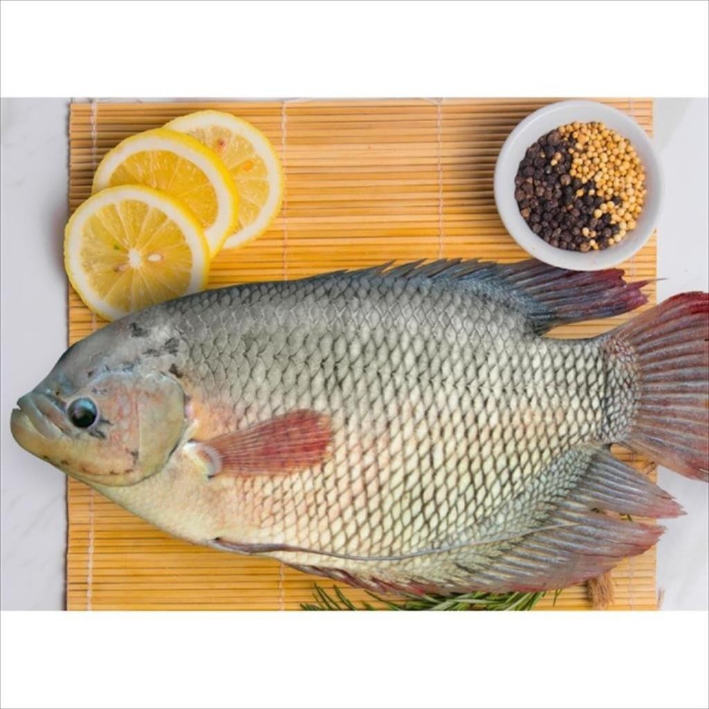 

IKAN GURAMI BERSIH PERUT DAN SISIK ( 450 - 900 GR ) / KG