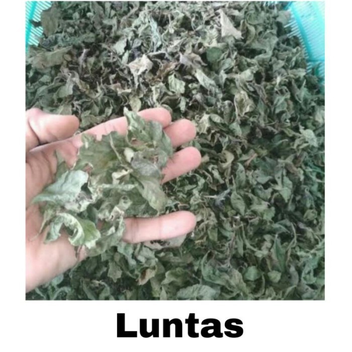 

Bubuk Daun Beluntas Kering Hijau 1 kg luntas Free Stiker PIRT Random