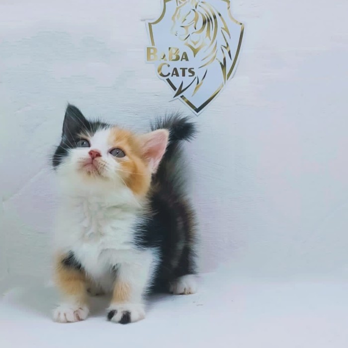 kucing munchkin betina dan jantan kitten