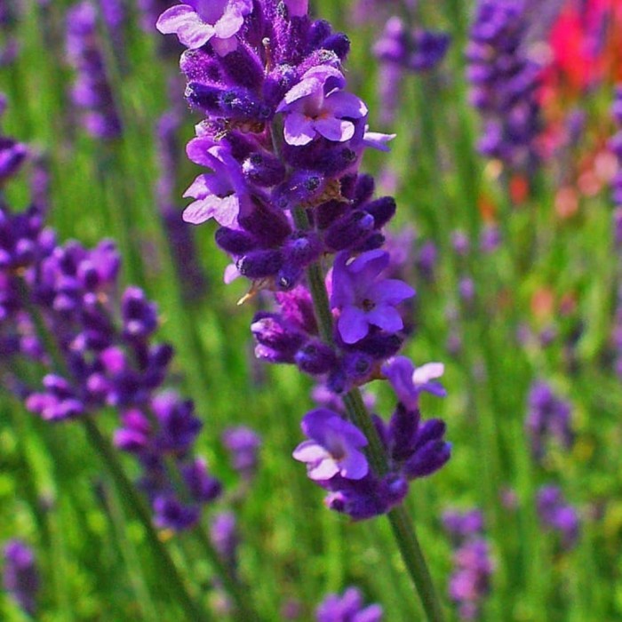 BIBIT BUNGGA LAVENDER ASLI CEPAT BERBUNGA BERKUALITAS UNGGUL
