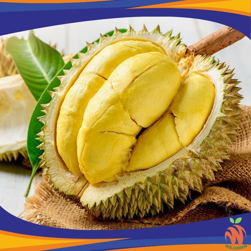 Bibit Durian Montong Asli (RIMBUN)