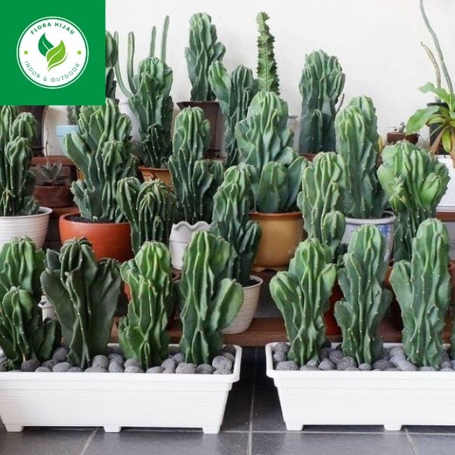 ~ ( BISA COD ) Tanaman Hias Kaktus Lilin Atau Cactus Pagoda Tanaman Hidup Kaktus Batu Pohon Kaktus B