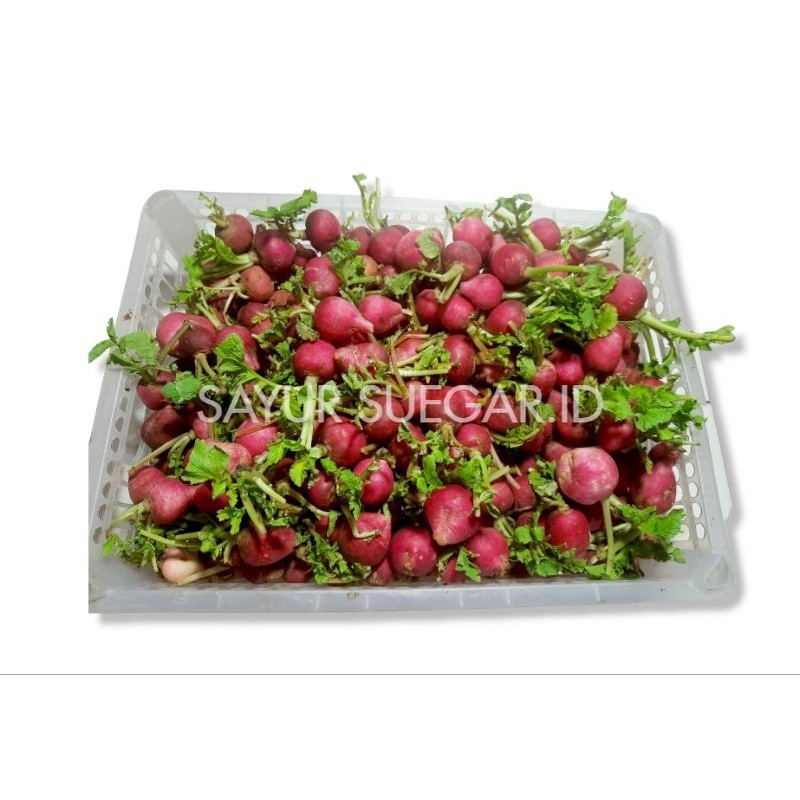

lobak merah/red radish 250 gram
