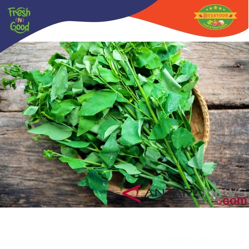 

DAUN KATUK FRESH 1 IKAT