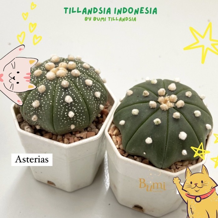 Astrophytum asterias V Type, Super Kabuto, Nudum -   Cactus