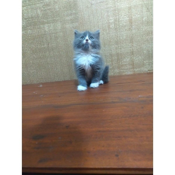 kucing Persia bicolor lucu