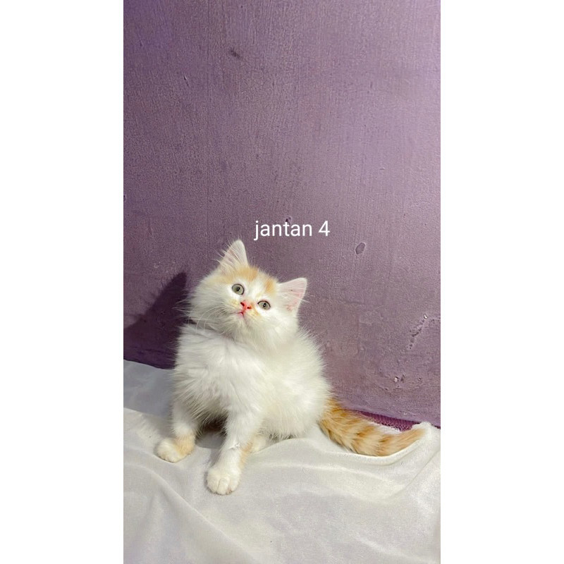 Promo diskon 65% kucing persia