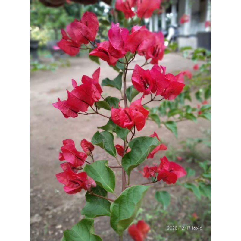 Bibit Bougenville merah cabe original