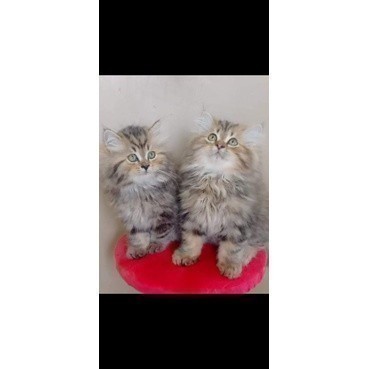 kucing kitten persia