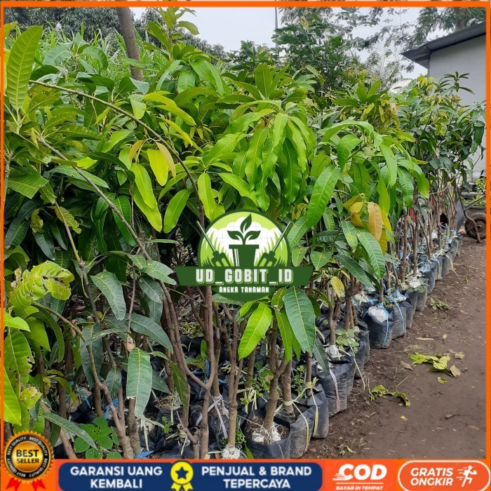 BIBIT TANAMAN BUAH MANGGA TINGGI 1,5 METER JENIS MAHATIR, KIOJAY DLL Bibit Tanaman Super Unggul UD G