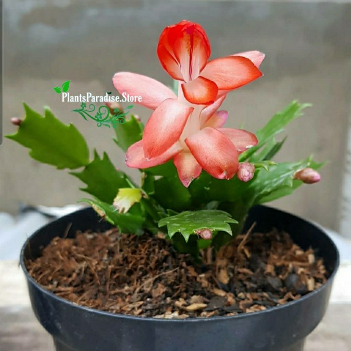 Tanaman hias wijaya kusuma kepiting bunga oren - Crab cactus
