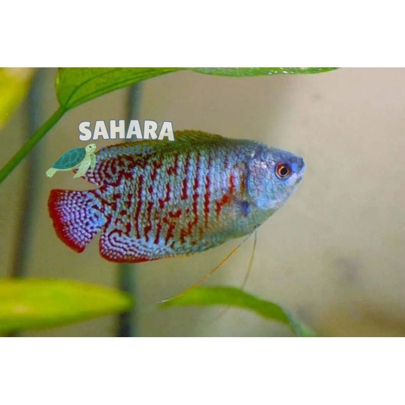 Perlengkapan akuarium Dwarf Gourami / Sepat Ralis bergaransi
