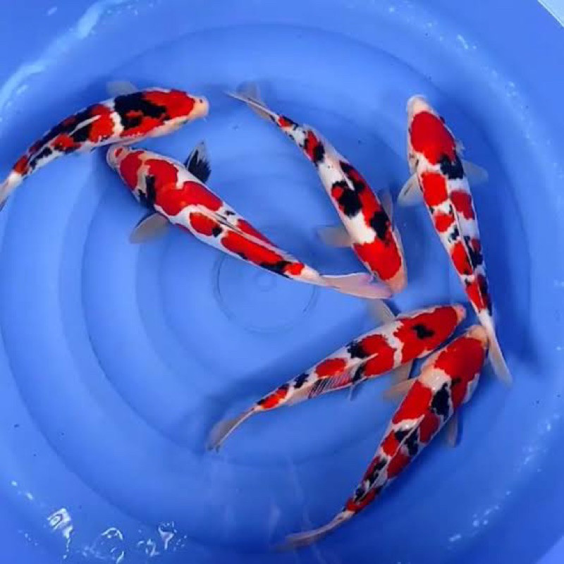 READYYY PAKETAN KOI SHOWA SIZE 20-25CM SUPER CANTIK