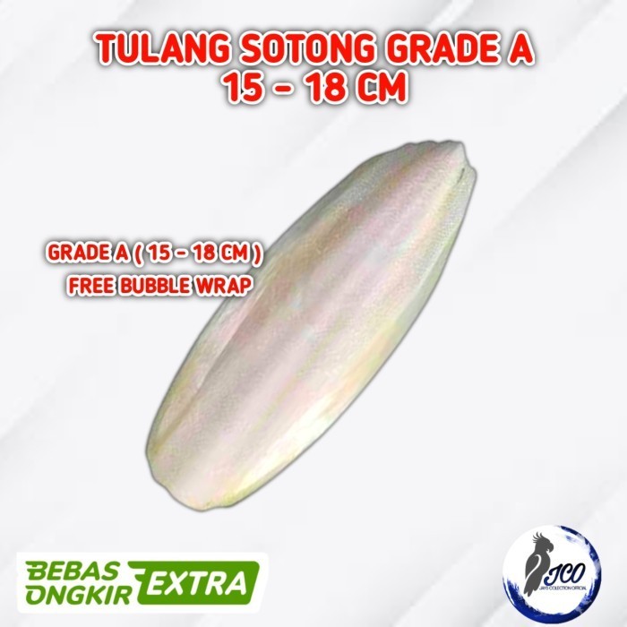 TULANG SOTONG GRADE A 15-18CM CUTTLE FISH BONE TULANG SOTONG JUMBO