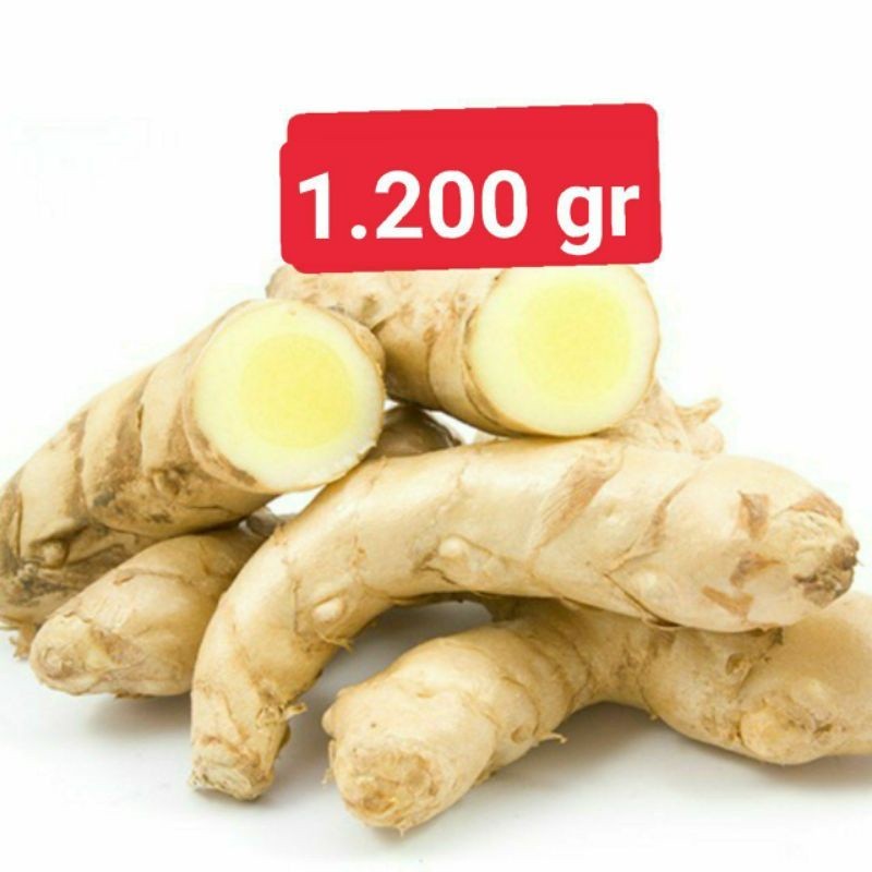 

Temu Mangga Segar/Temu Putih Segar Langsung Dipetik Dari Kebun Sendiri | Curcuma Amada