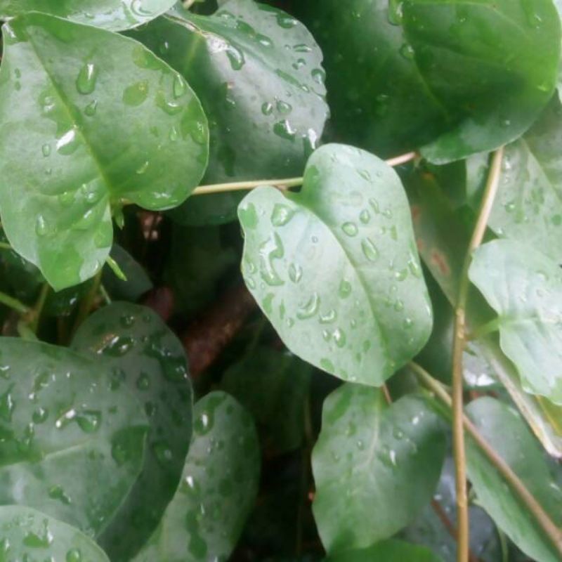 

Promo Daun Binahong Hijau Segar 100 Gram Kukuring