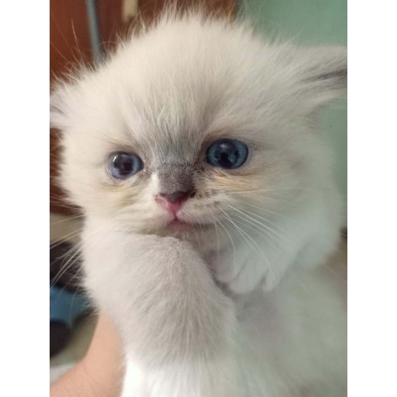 Kucing Persia Himalayan x Munchkin Kitten Anak Kucing