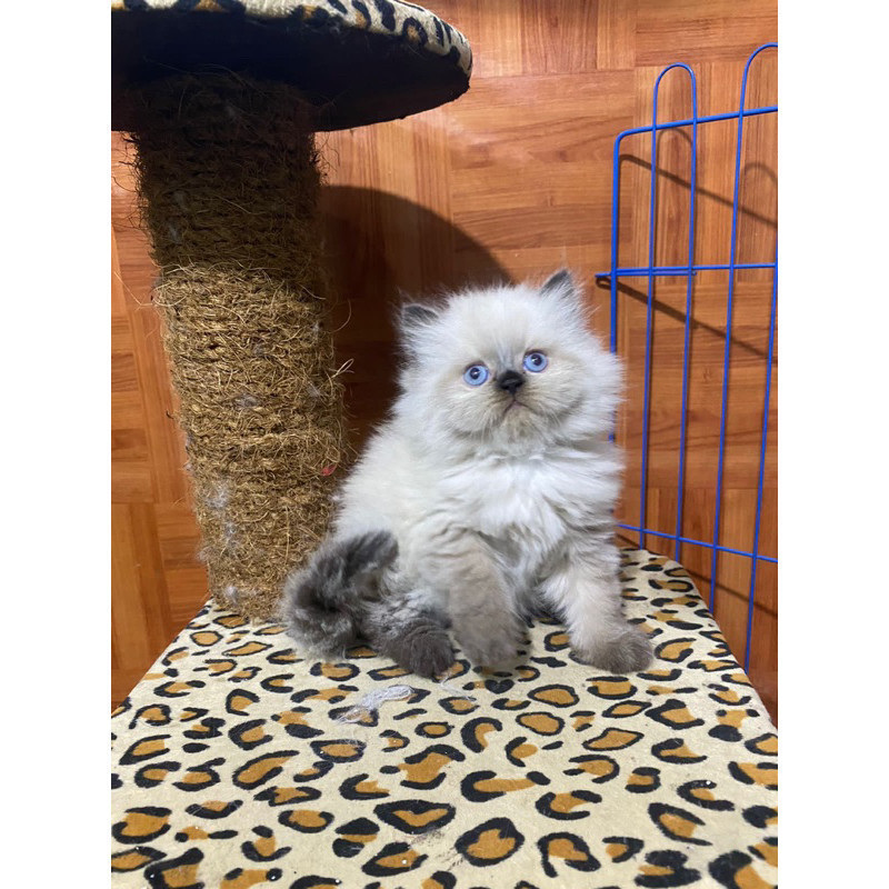 kucing persia himalaya sealpoint