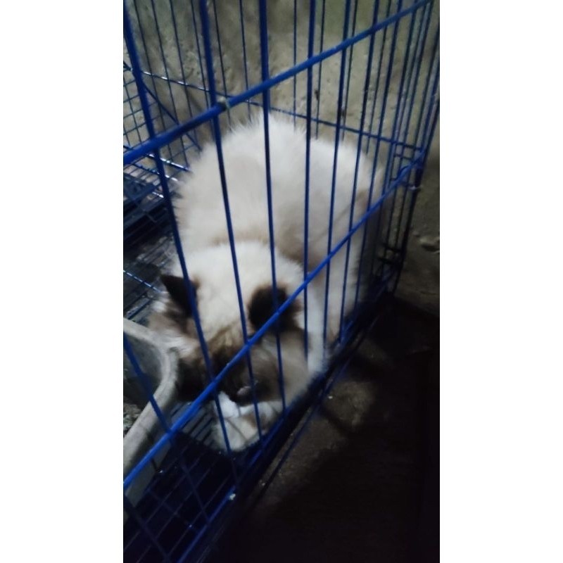 Promo diskon 65% Kucing PERSIA besar dan lucu - Himalaya