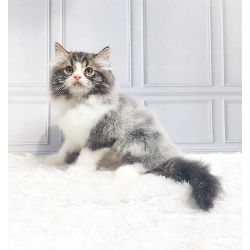 kucing persia Kitten/munchkin/BSH