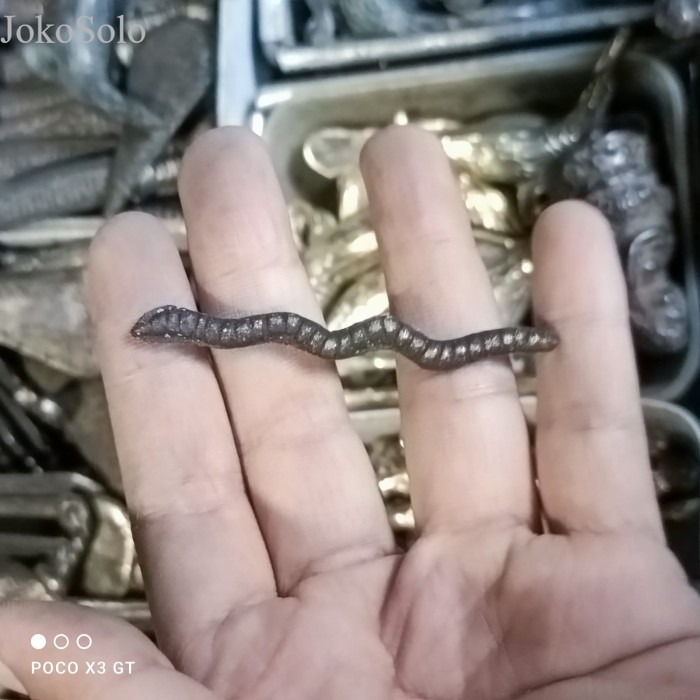 

azimat cacing kanil full kuningan wingit Murah Meriah JD21 murah