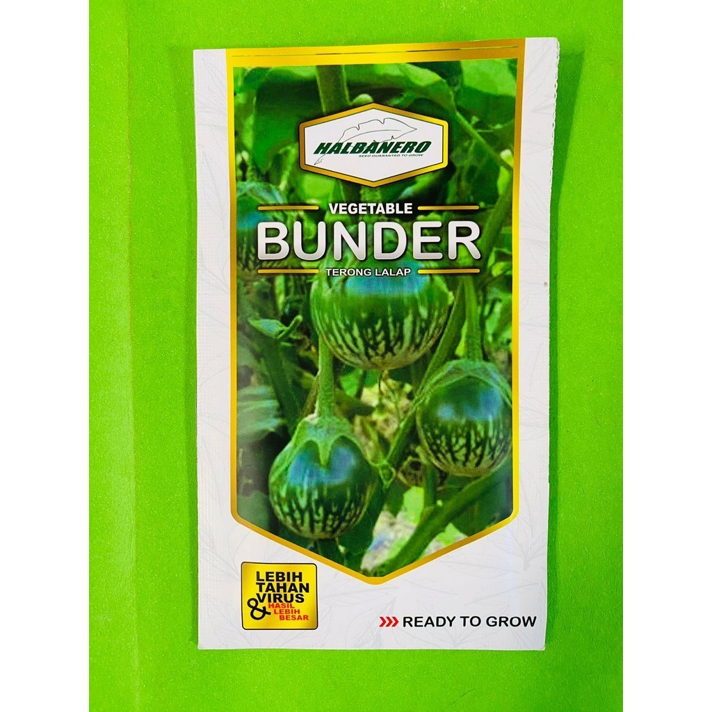 Benih terong lalap BUNDER isi 10gr dari HALBANERO