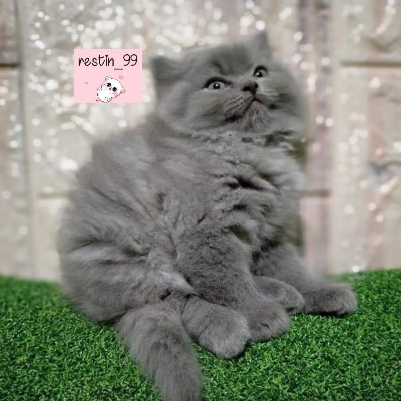 kitten anak kucing  abu solid persia restin99 - bukan peaknose / British/mainecoon/Himalaya/Norwegia