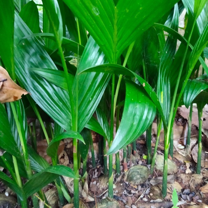 Bibit pohon pinang / Jambe Hibrida Mekar