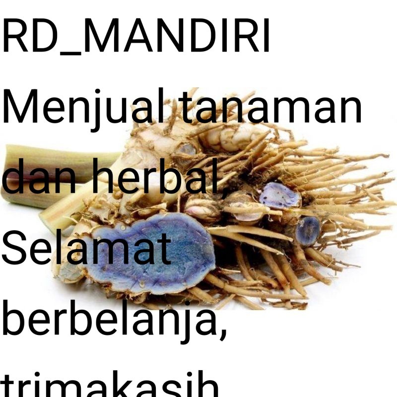 

RD Readyy Kunyit hitam segarr 500gram temu ireng hitam basah