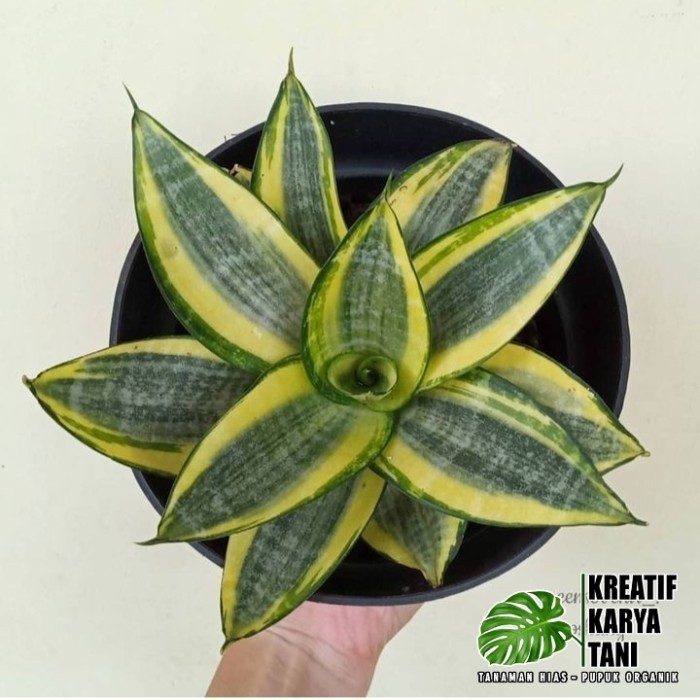 Sansivera golden honey - Sansivera mini golden