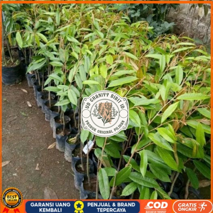 Bibit Durian Matahari Okulasi Unggul Super Cepat Berbuah UD GHANIYY BIBIT ID