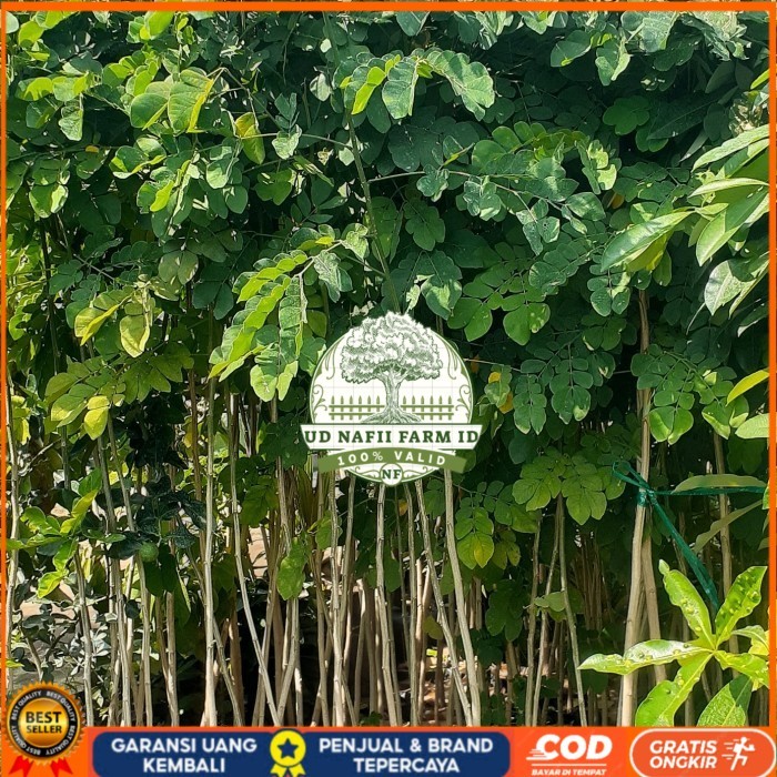 Bibit Trembesi Ukuran 150-180cm Batang Besar | Bibit Pohon Trembesi Keduh Penghijauan | Bibit Tanama