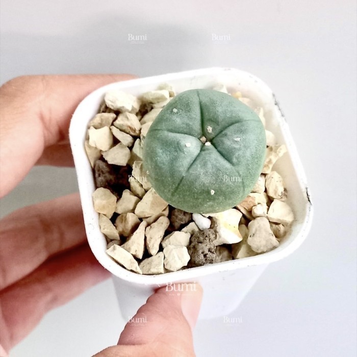 BUMI ORCHIDS Lophophora williamsii - Kaktus Gurun Succulent Tanaman Hias Cactus