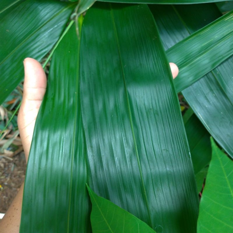 

DAUN BAMBU SEGAR HIJAU | ORGANIK Tanaman Hutan Bebas Polusi | Daun Bambu Hijau Fresh | Daun Bambu Bungkus | Daun Bambu Masih Segar