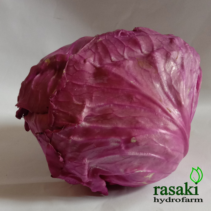 

sayur kol ungu organik cabbage purple 1buah rasaki hydrofarm bogor