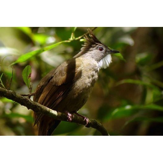 Burung Cucak Jenggot Sumatra atau Jenggot Medan