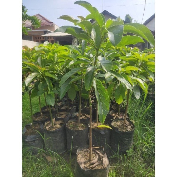 BIBIT ALPUKAT SUPER ( Paket 3 bibit) : Aligator ,Miki ,Mentega)