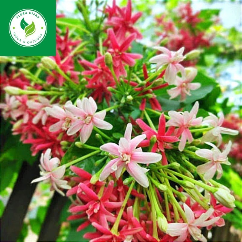 ~ ( BISA COD ) PROMO Tanaman Rambat Melati Belanda Bunga Melati Holland Merah Tanaman Hias Melati Ho